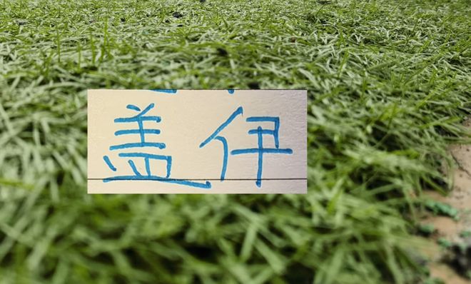 申花好消息！28岁塞内加尔外援盖伊康复良好 上半程7场比赛5个进球